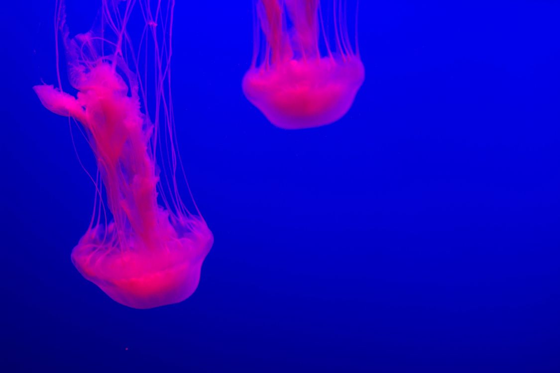 Обои Медуза, синий, cnidaria, вода, морские беспозвоночные в разрешении 5184x3456