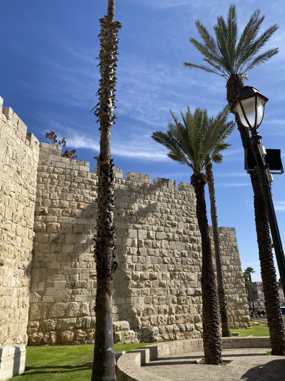 Обои пальмовые рощи, финиковая пальма, древняя история, стена, древесные растения в разрешении 1536x2048