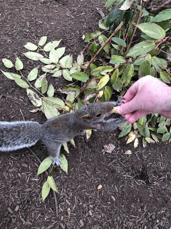 Обои ящерица, лист, рассада, наука, почва в разрешении 1536x2048