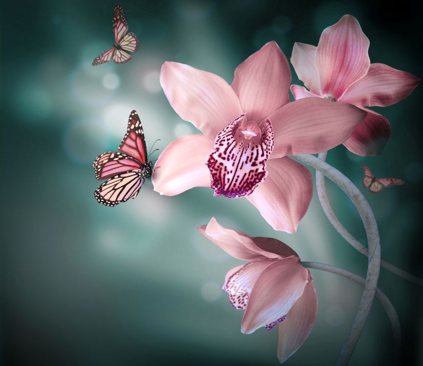 Обои насекомое, розовый, лепесток, растение, бабочка в разрешении 2215x1920