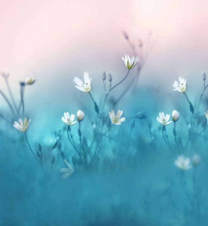 Обои Huawei, Huawei Nova, Huawei Nova 3, лепесток, цветок в разрешении 2160x2340