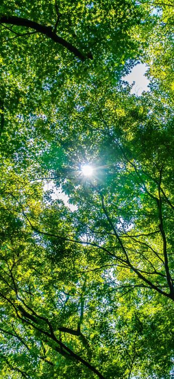 Обои дерево, окружающая среда, охрана окружающей среды, Люди в природе, природный ландшафт в разрешении 1080x2340