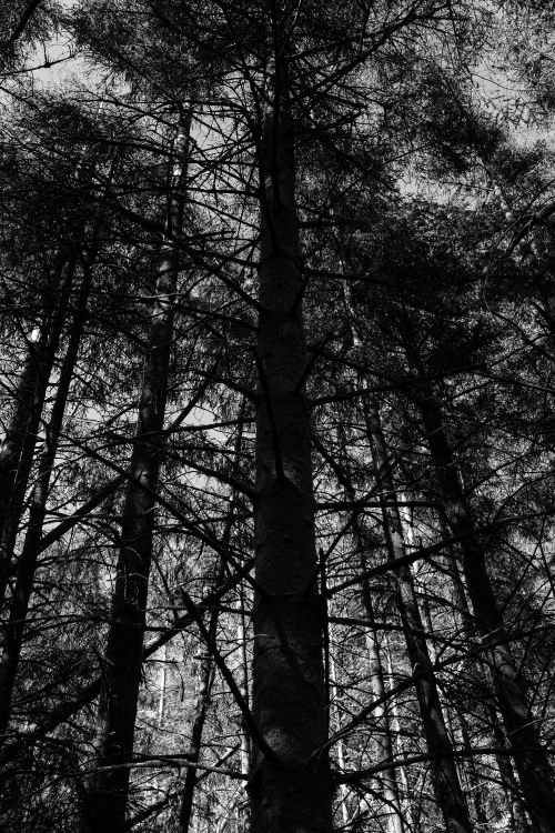 Обои дерево, черный и белый, природа, черный, лес в разрешении 4000x6000