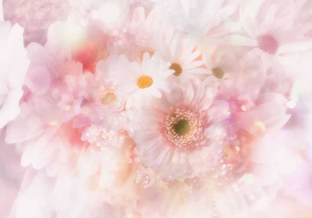 Обои цветок, общие Дейзи, розовый, лепесток, гербера в разрешении 3571x2500