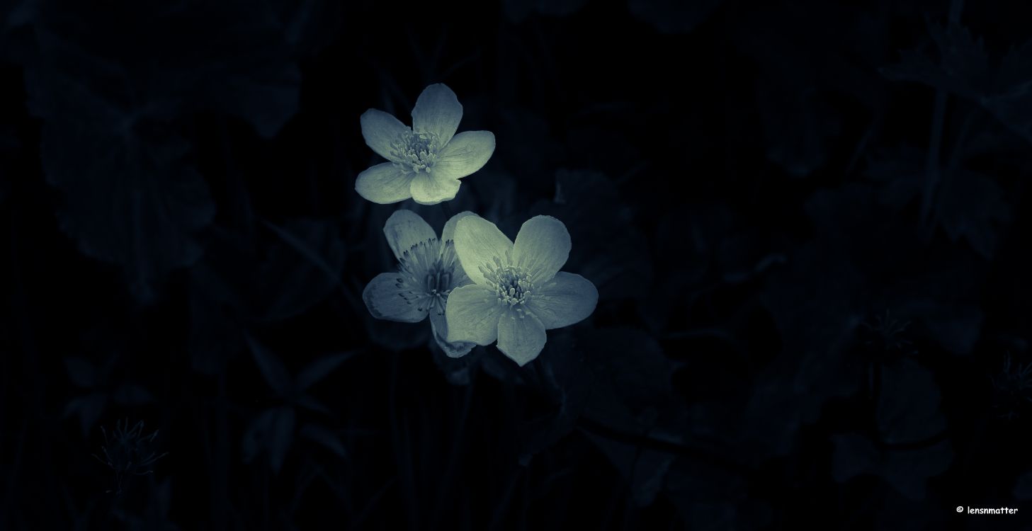 Обои цветок, лепесток, растение, лист, полевой цветок в разрешении 7642x3933