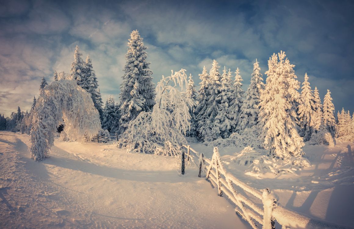 Обои снег, зима, дерево, природа, замораживание в разрешении 5971x3860
