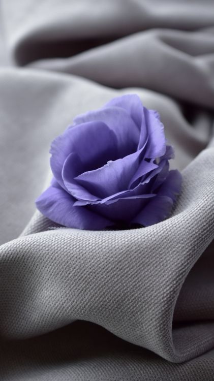 Обои цветок, Роза, цветы гладиолусы, растение, пурпур в разрешении 720x1280