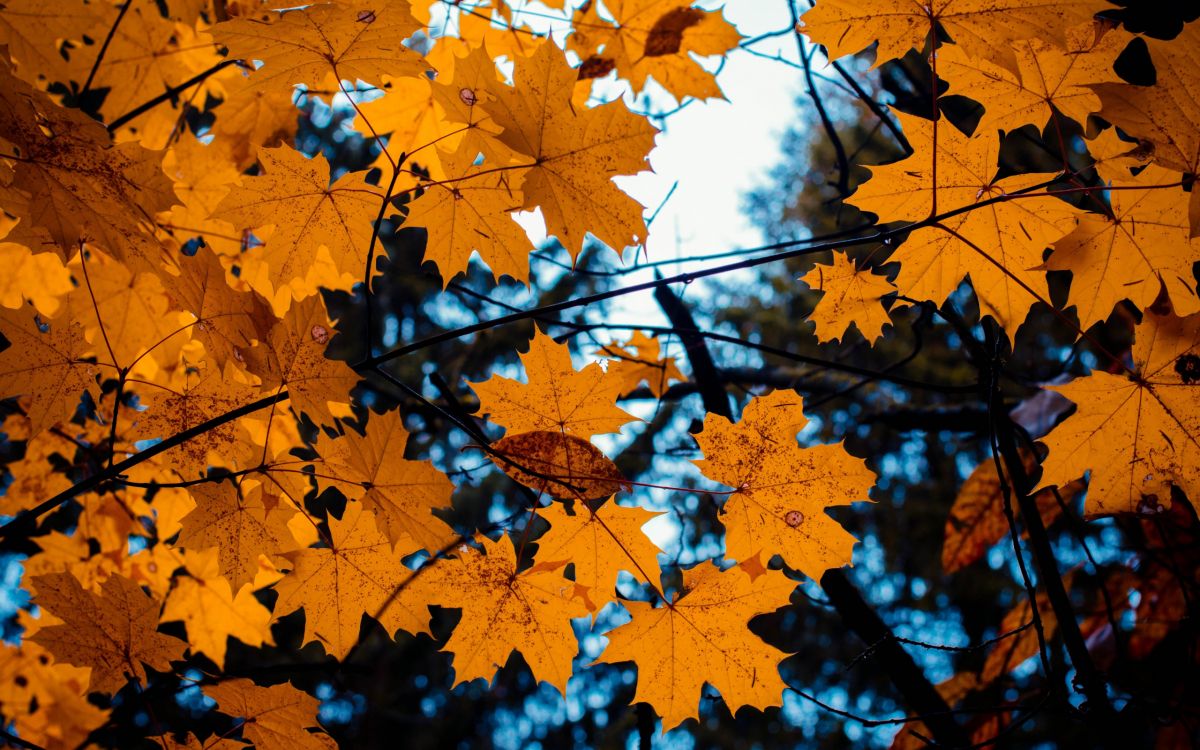 Обои осень, дерево, лист, природа, кленовый лист в разрешении 2560x1600