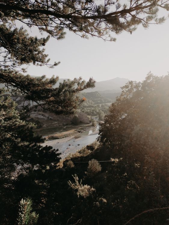 Обои дерево, утро, ветвь, вода, туман в разрешении 3000x4000