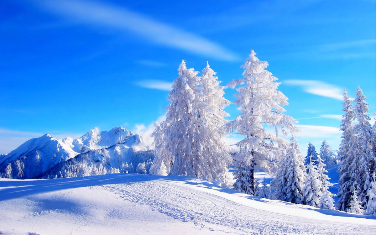 Обои снег, зима, дерево, замораживание, пихта в разрешении 2880x1800