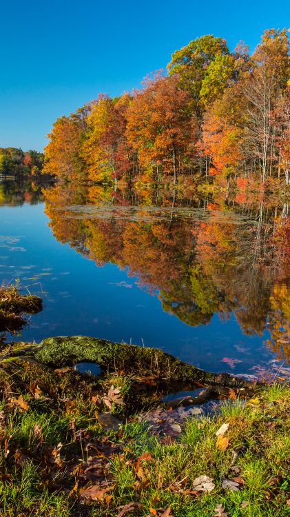 Обои отражение, осень, дерево, вода, растение в разрешении 1080x1920