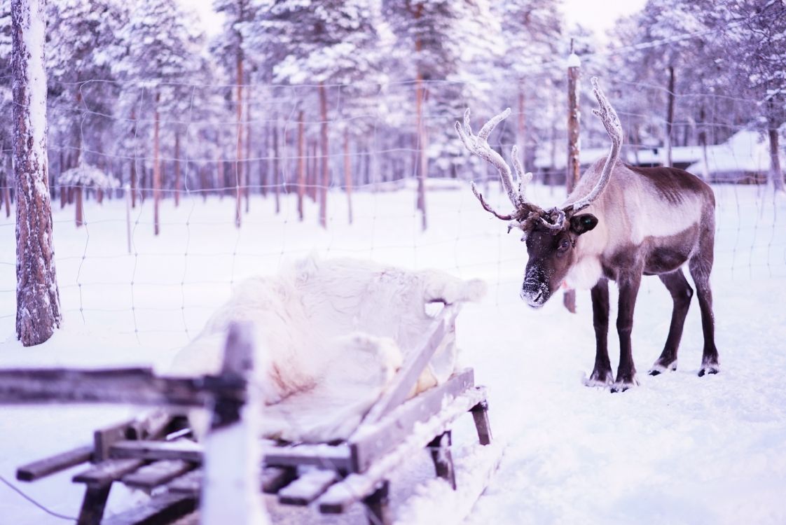 Обои Лапландия, Северный олень, олень, живая природа, зима в разрешении 3500x2338