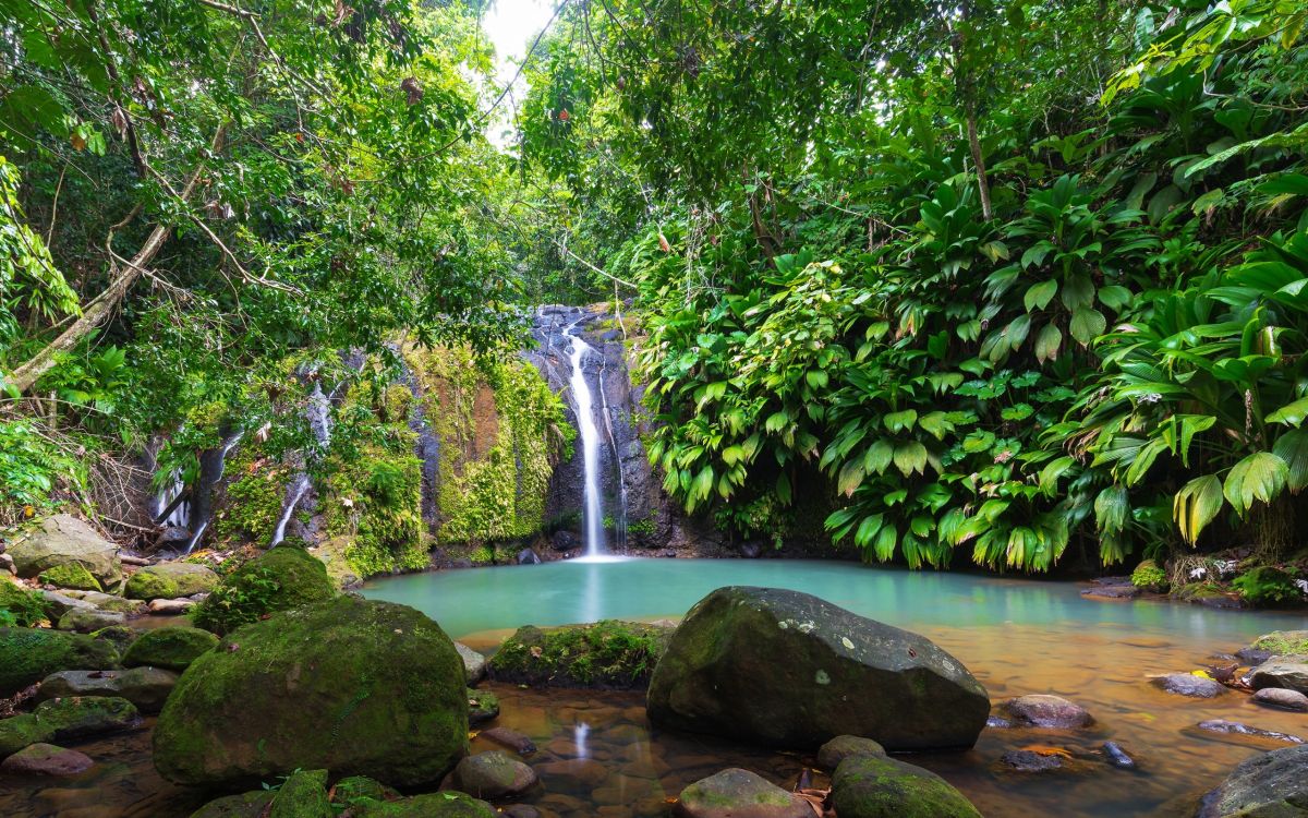 Обои джунгли, водопад, тропические леса, тропический лес, гидроресурсы в разрешении 2560x1600