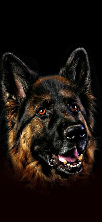 Обои щенок, пастушья собака, Себирская Хаски, пес, малинуа собака в разрешении 1080x2340