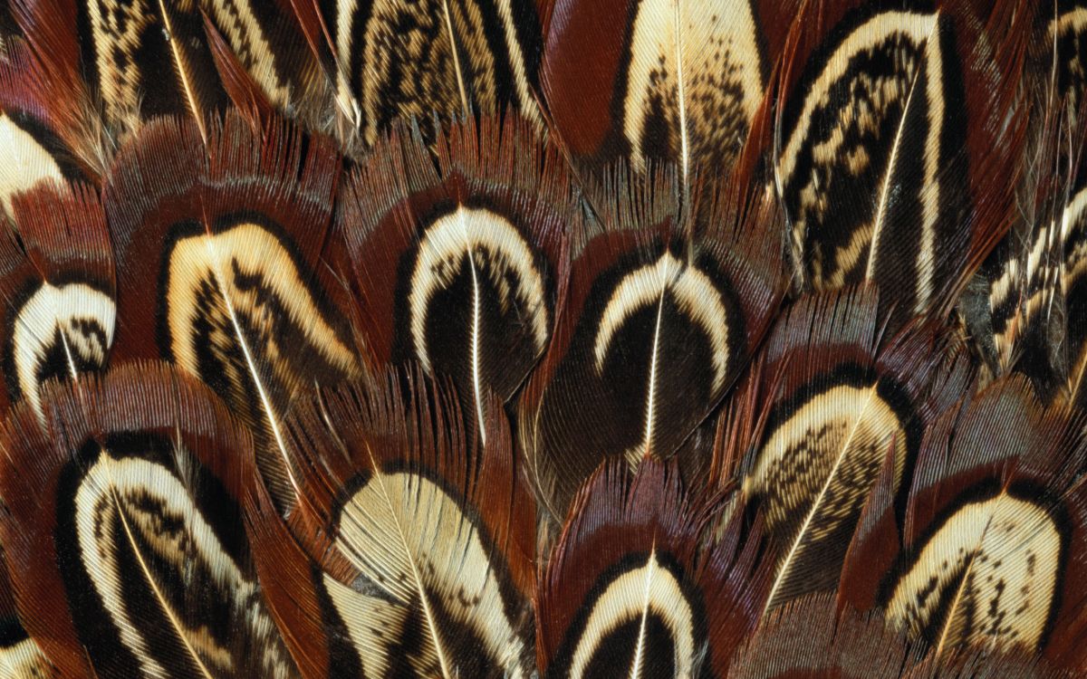 Обои семейство травы, Фазан Перья, Кольцо шеей фазан, живопись, крупный план в разрешении 2560x1600