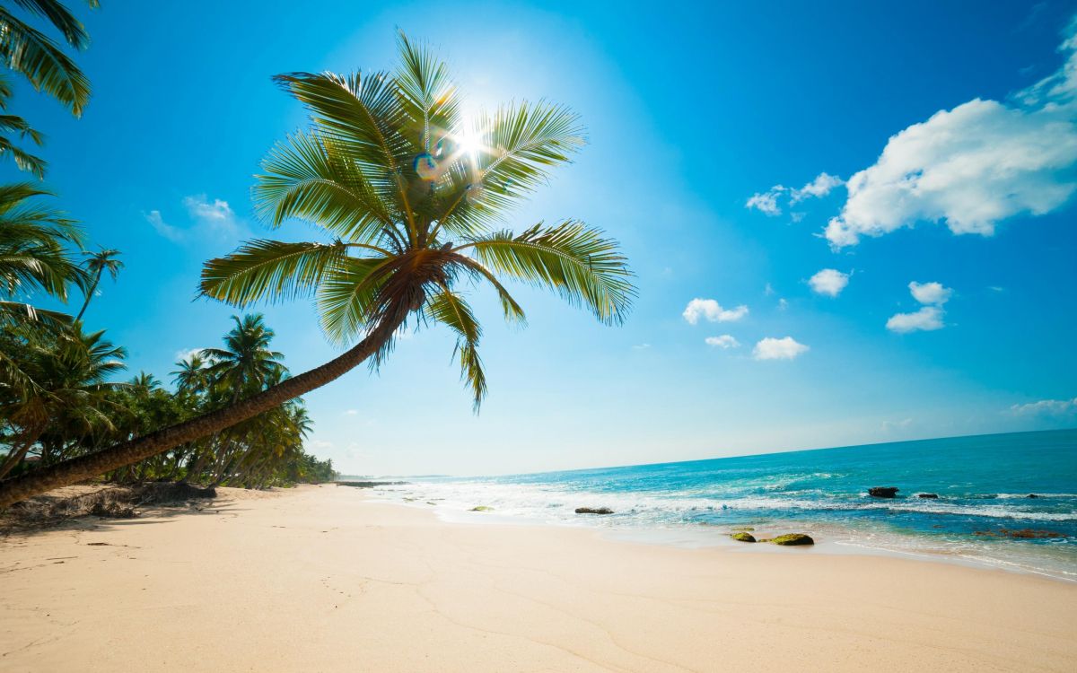 Обои пляж, тропическая зона, Пальма, океан, Карибский бассейн в разрешении 2880x1800