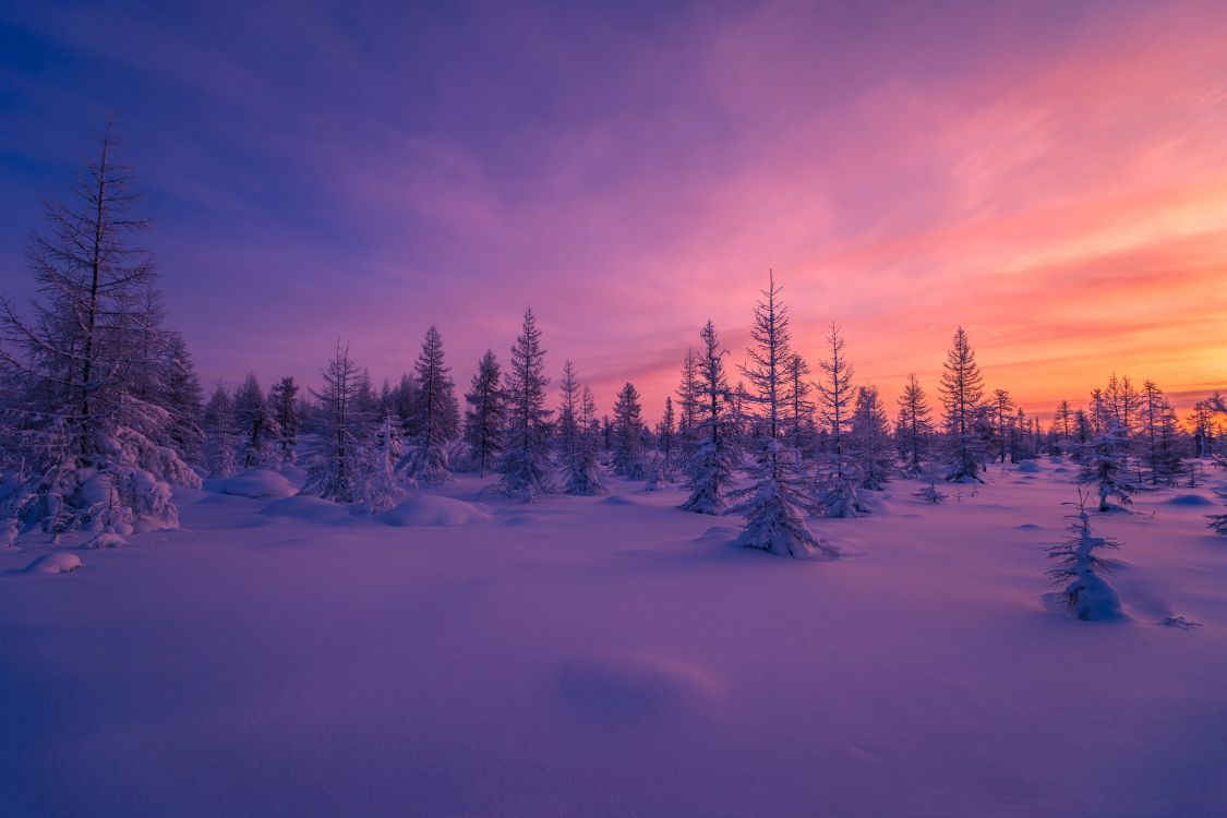 Обои снег, закат, зима, природа, дерево в разрешении 2475x1650