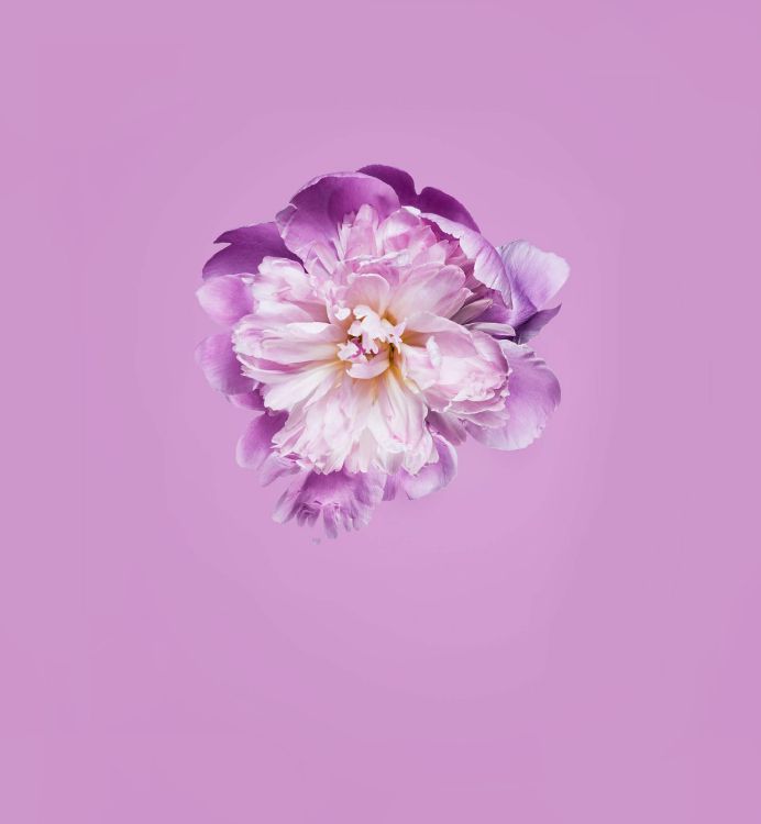 Обои Huawei, Honor Play, google play, честь, Huawei P30 в разрешении 2160x2340