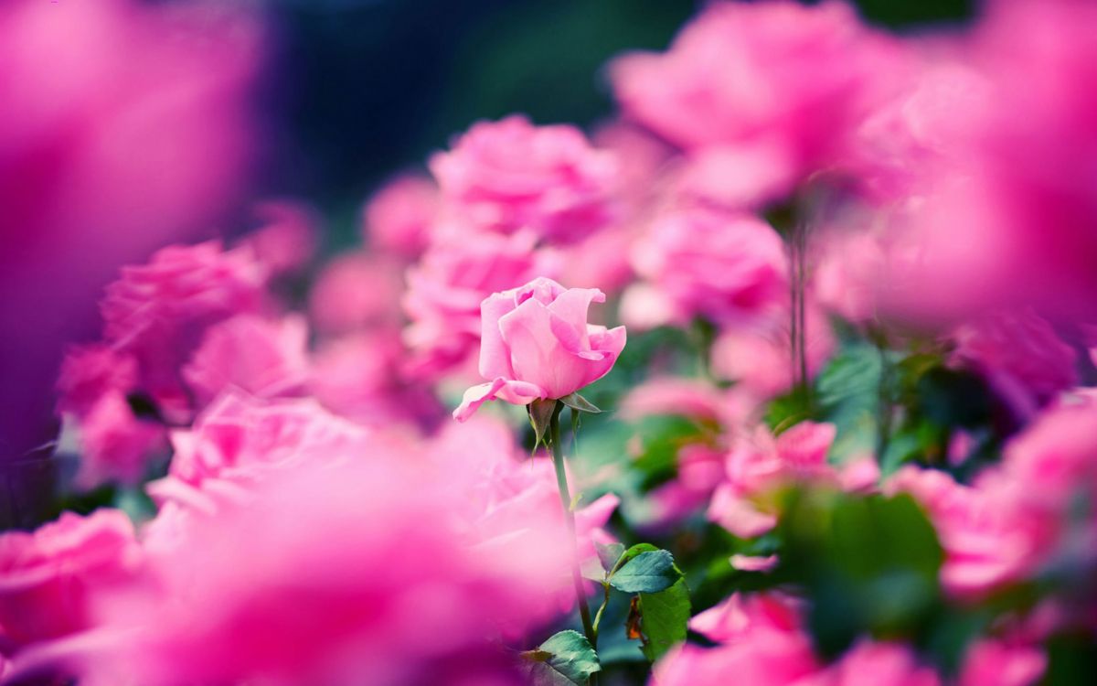 Обои цветок, цветковое растение, лепесток, розовый, растение в разрешении 2560x1600
