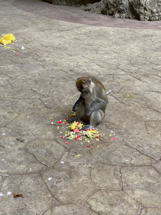 Обои примас, Старый мир обезьян, биология, наука, макака в разрешении 1536x2048