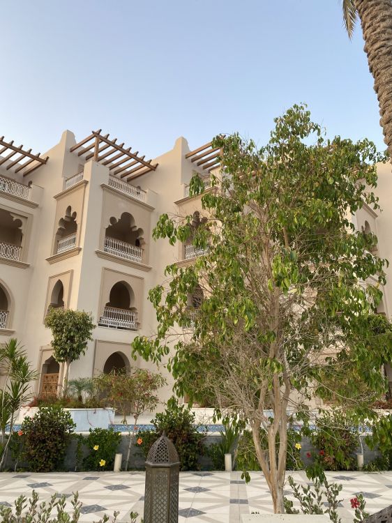 Обои дерево, недвижимость, квартира, свойство, растение в разрешении 1536x2048