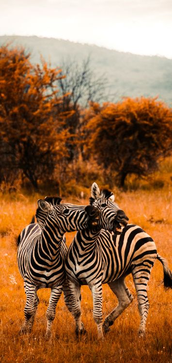 Обои цвет саванны, полотенце, цветной, зебра, растение в разрешении 1421x3000