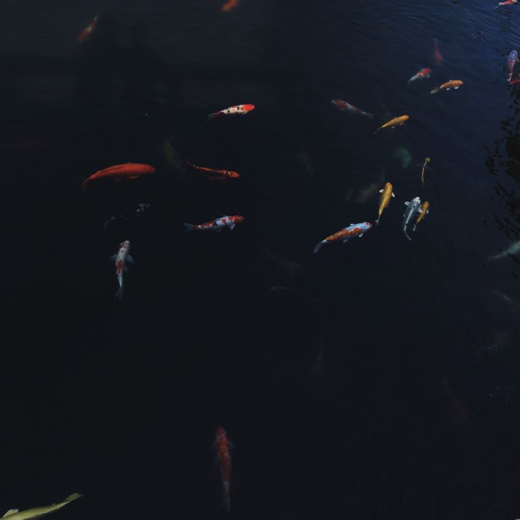 Обои вода, морская биология, кои, наука, жидкость в разрешении 2964x2964