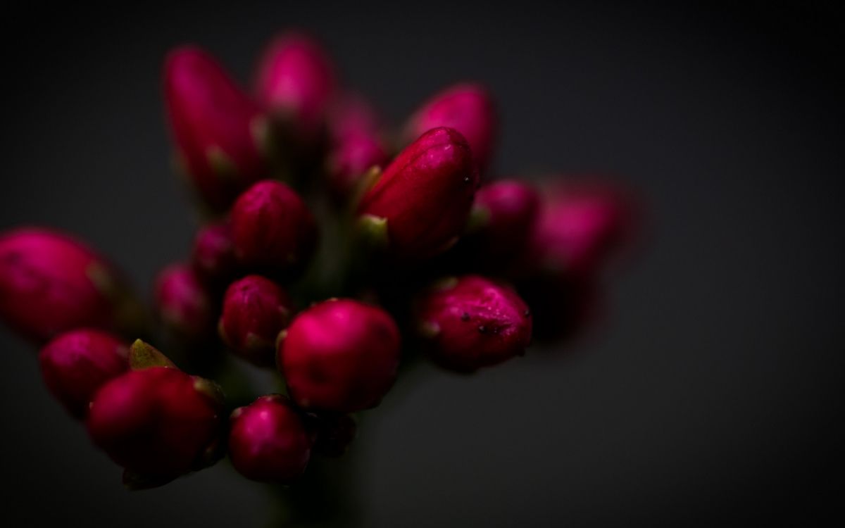 Обои крупный план, цветок, сад роз, Хризантема, растение в разрешении 2560x1600