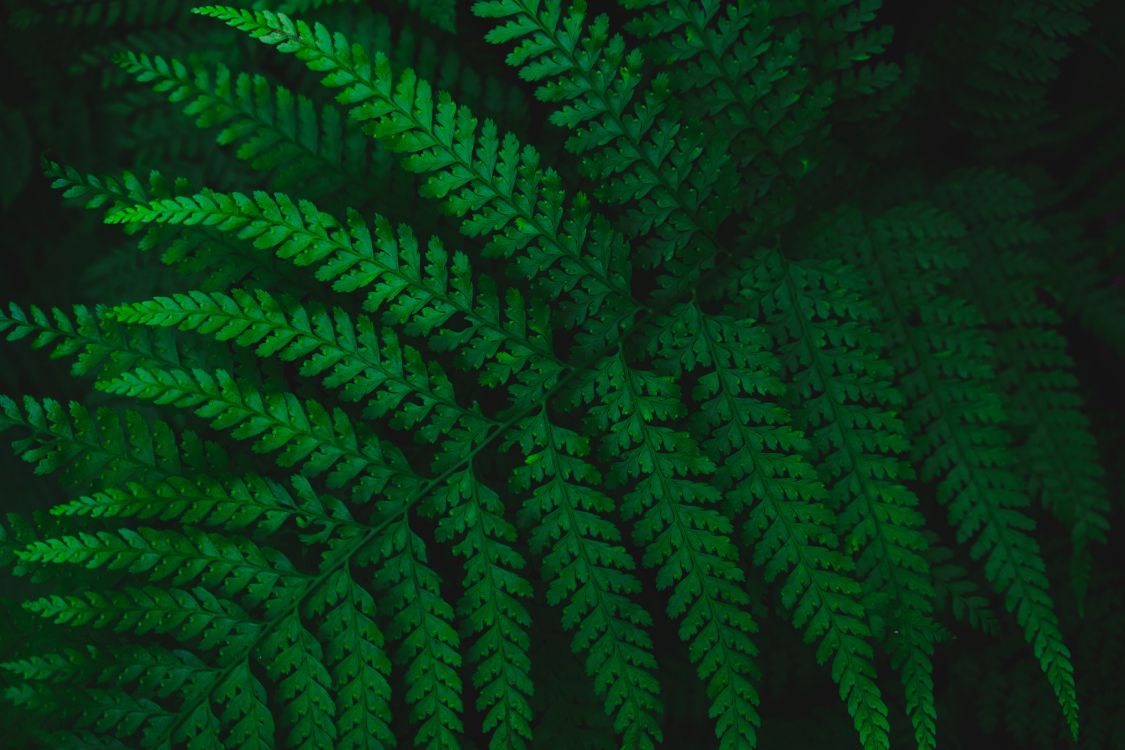 Обои папоротник, лист, зеленый, сосудистые растения, растение в разрешении 6000x4000