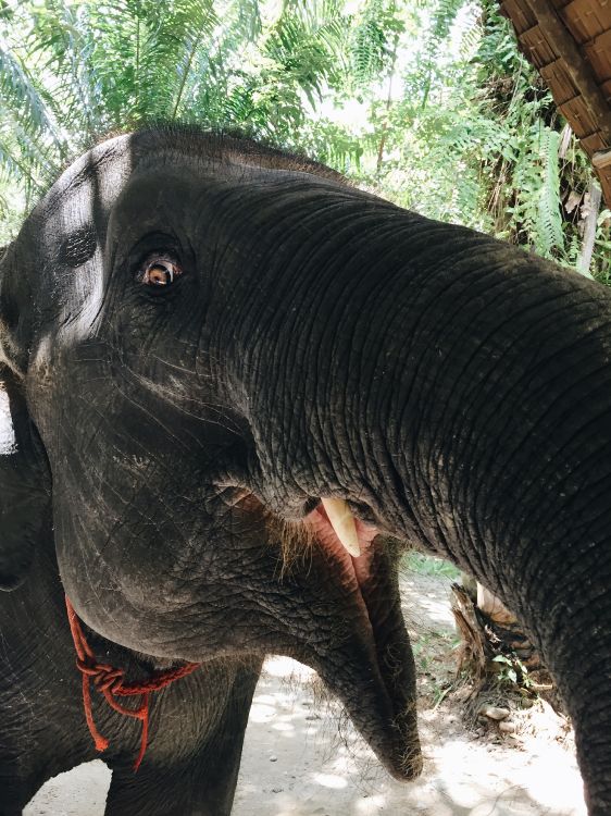 Обои Слон, слоны и мамонты, наземные животные, индийский слон, морда в разрешении 2448x3264