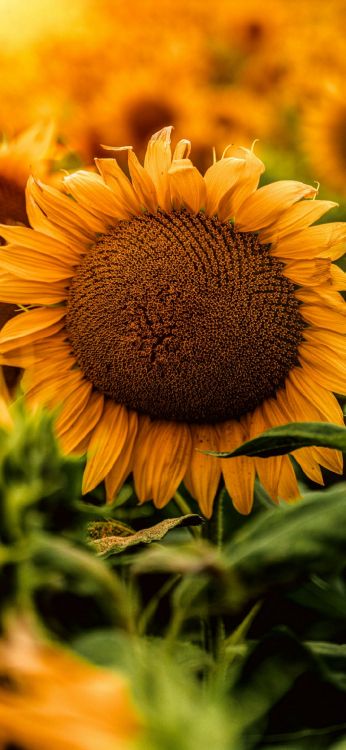 Обои пексель подсолнечника, цветок, растение, лепесток, свет в разрешении 1080x2340