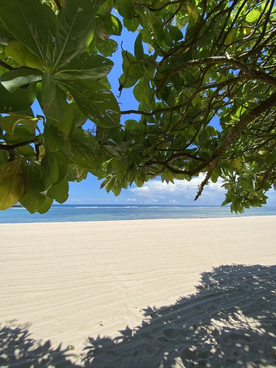 Обои лист, вода, растительность, биом, ветвь в разрешении 1536x2048