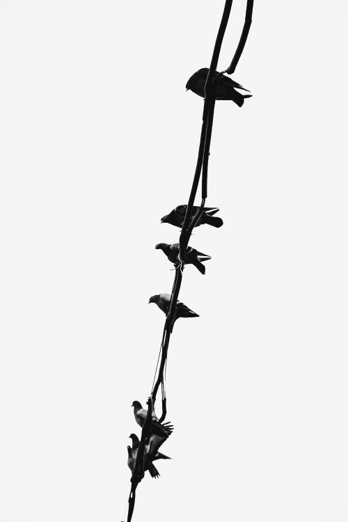 Обои стебель растения, растение, цветок, прут, полевой цветок в разрешении 3648x5472