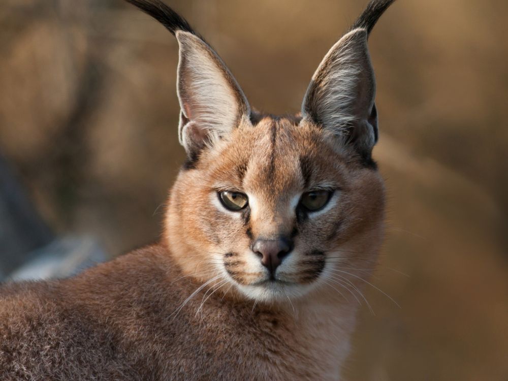 Обои Каракал, котенок, большая кошка, живая природа, наземные животные в разрешении 2048x1536