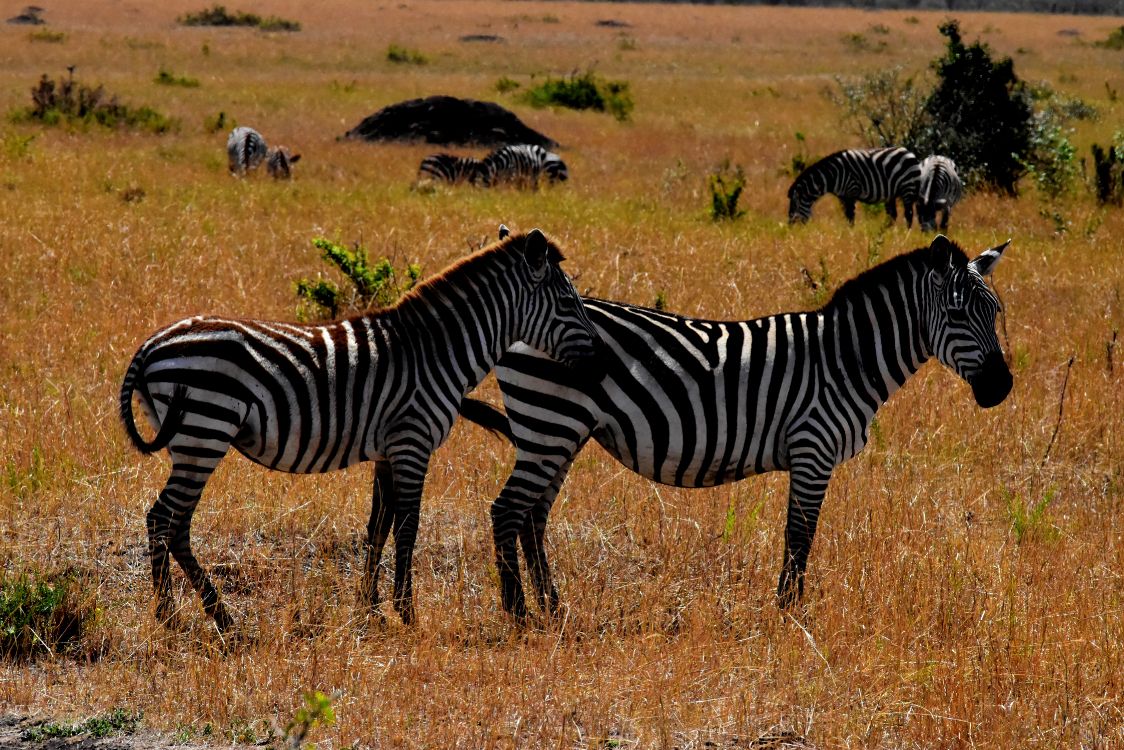 Обои дикая местность, путешествие, сафари-парк, живая природа, зебра в разрешении 4496x3000