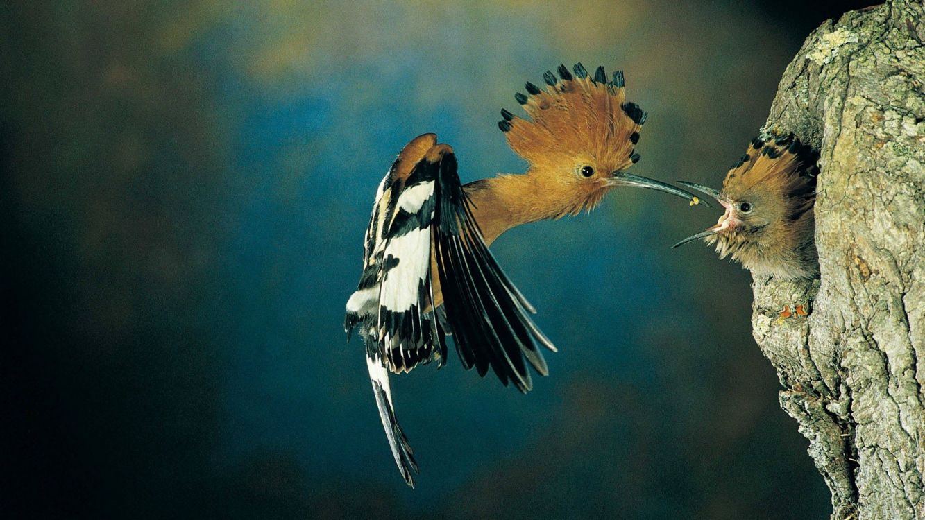 Обои птичье гнездо, крыло, птица, живая природа, попугай в разрешении 2048x1152