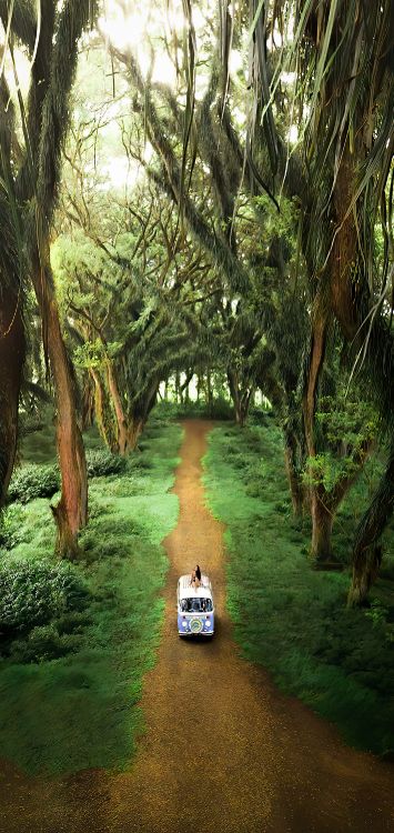 Обои роща, лес де Джаватан, служащий, растение, окружающая среда в разрешении 1420x3000