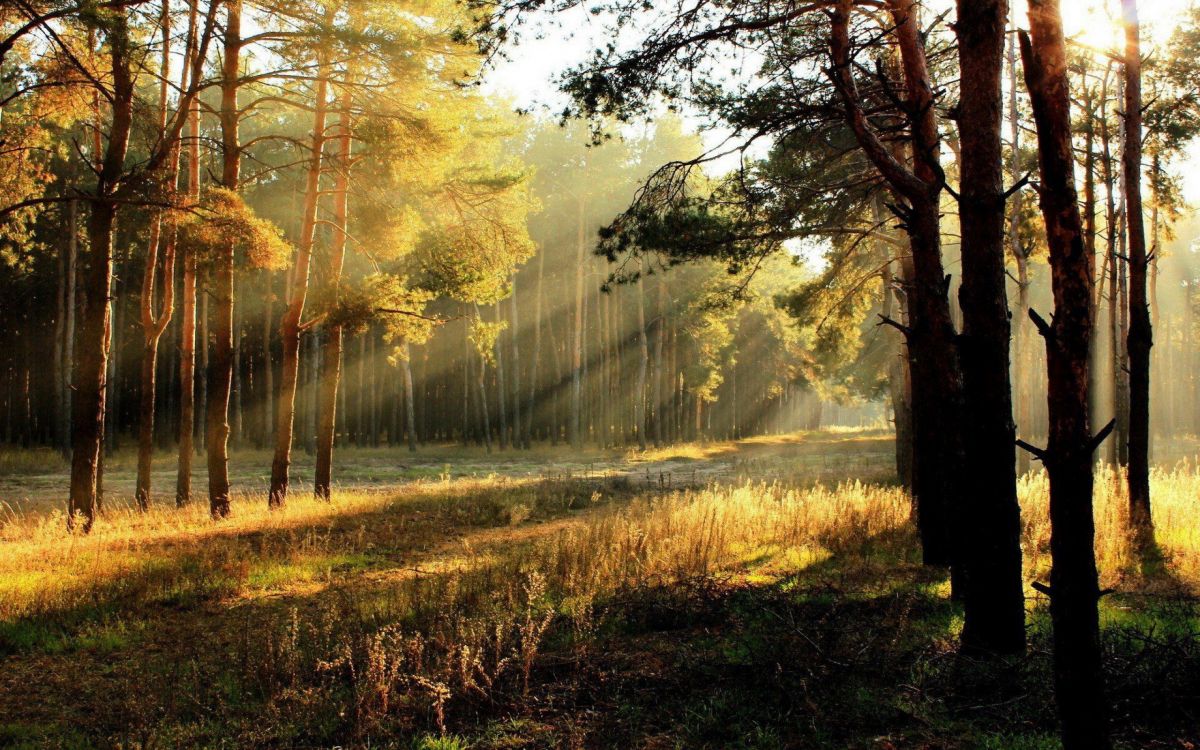Обои лес, солнечный свет, дерево, природа, лесистая местность в разрешении 2560x1600