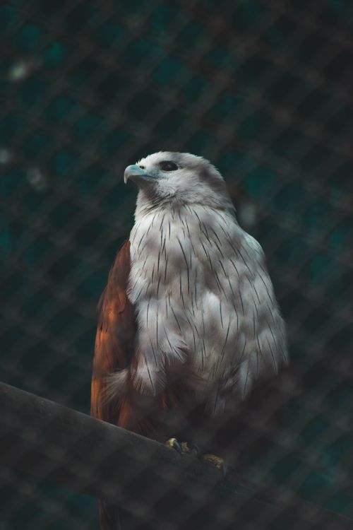 Обои клюв, accipitriformes, перо, Сокол, ястреб в разрешении 4000x6000