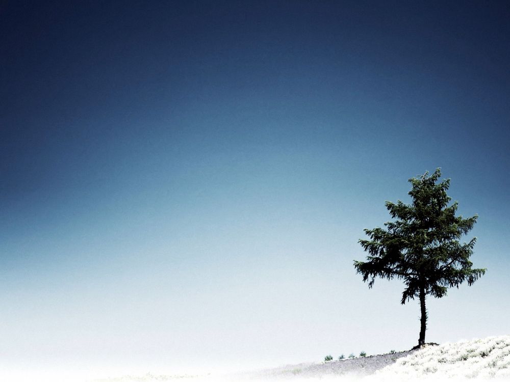 Обои дерево, синий, дневное время, атмосфера, облако в разрешении 1920x1440