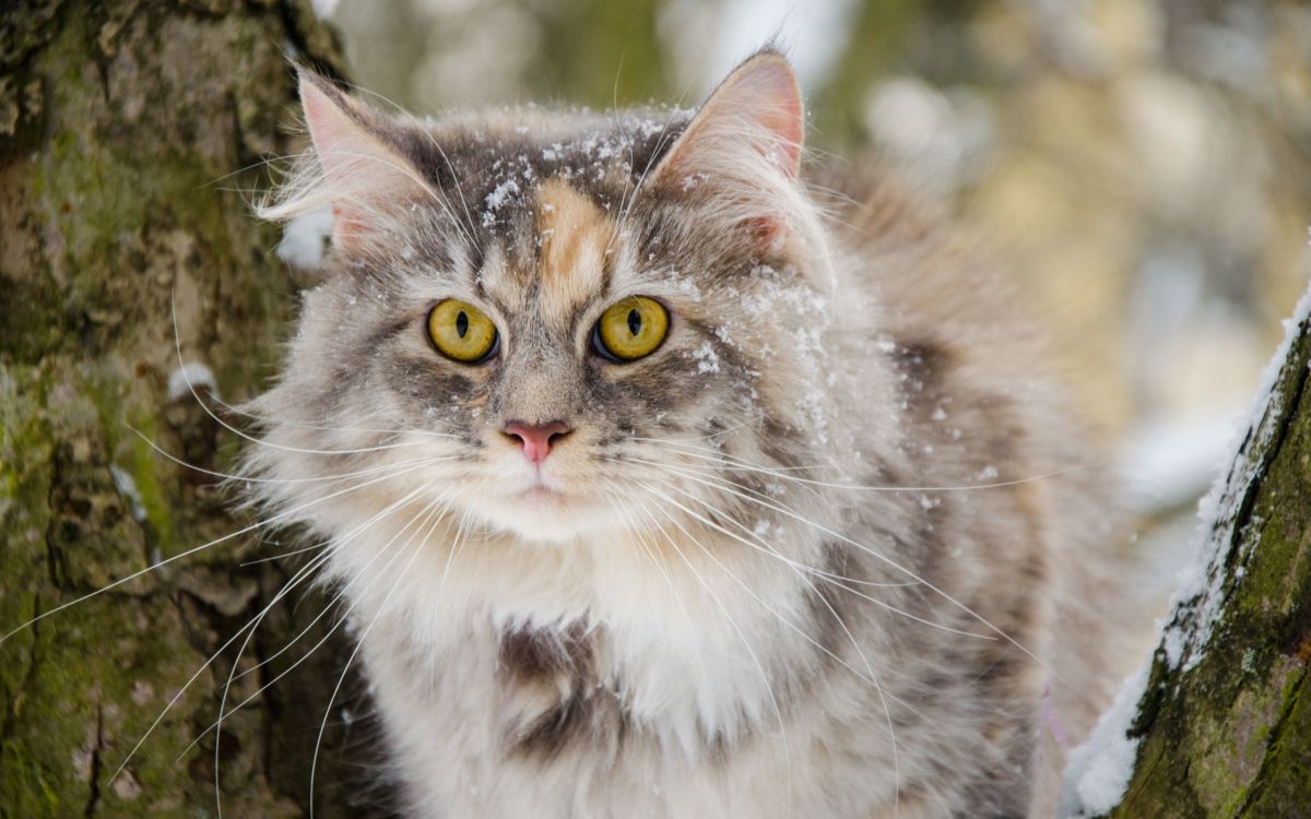 Обои бакенбарды, Сибирская кошка, мейн кун, норвежский лесной кот, эгейская кошка в разрешении 2560x1600