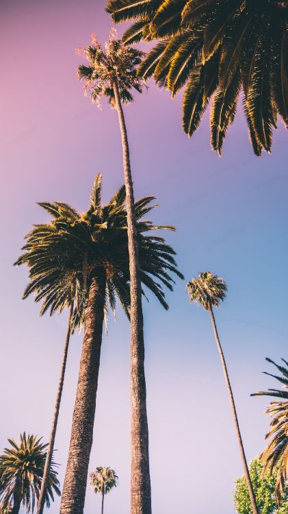 Обои borassus flabellifer, растение, Кокос, финиковая пальма, дерево в разрешении 1800x3200