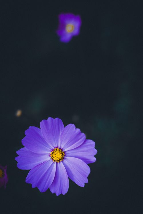 Обои лепесток, цветок, синий, пурпур, Фиолетовый в разрешении 4000x6000