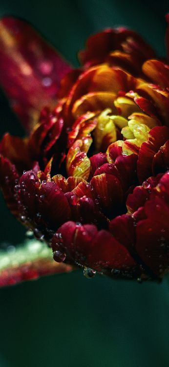 Обои цветок, лепесток, вода, тюльпаны, растение в разрешении 1080x2340