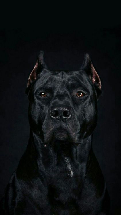 Обои черный питбуль, американский питбультерьер, кане корсо, американский стаффордширский терьер, американский булли в разрешении 736x1308