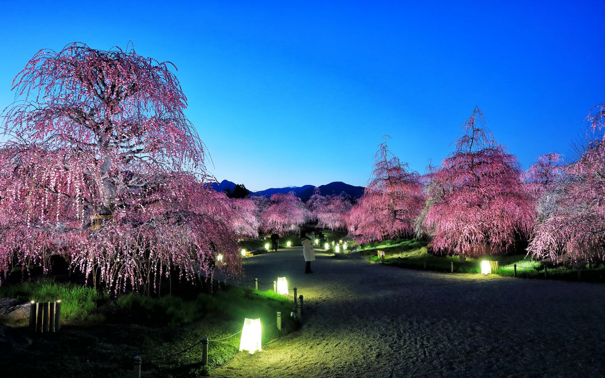 Обои природа, цветение вишни, цветок, дерево, весна в разрешении 2560x1600