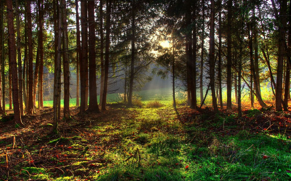 Обои лес, дерево, природа, лесистая местность, растительность в разрешении 2560x1600