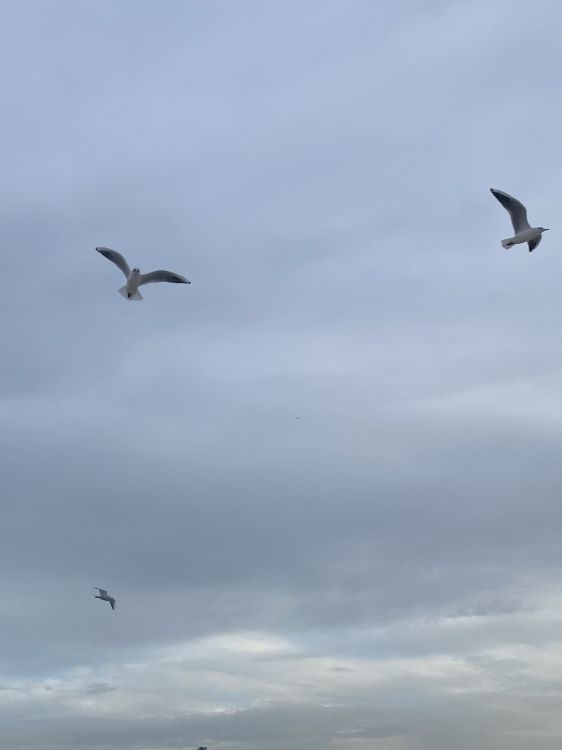 Обои европейская серебристая Чайка, Чайка, миграция птиц, полет, птица в разрешении 1536x2048