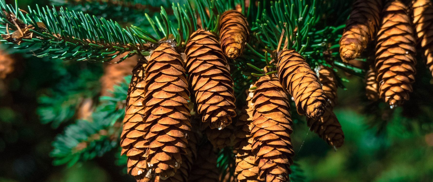 Обои пихта, ветвь, семейства сосновых, биом, ель в разрешении 2560x1080