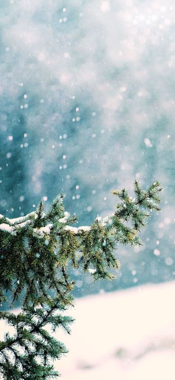 Обои снег, атмосфера, ветвь, мир, природный ландшафт в разрешении 1299x2813